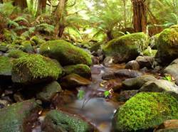 圖片說明: 荒野遺產組織的第一個保護區--位於塔斯馬尼亞的立菲河谷保護區(Liffey Valley Reserves)