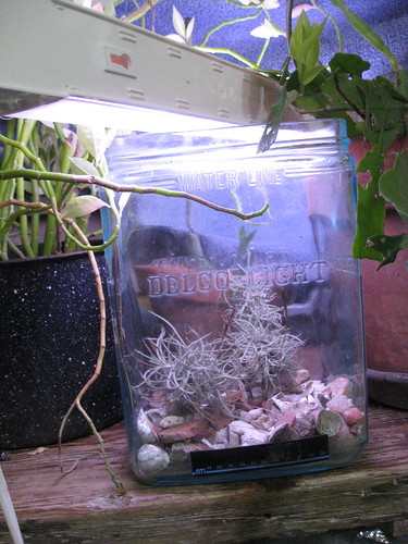 Terrarium with Air Plants, Made in an Old Glass Battery Casing