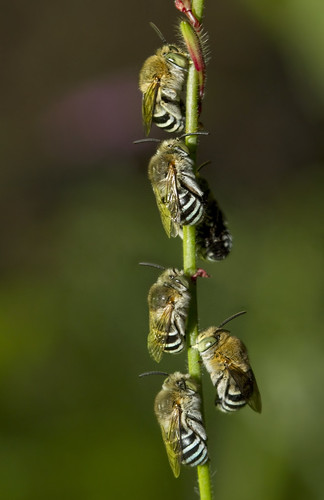 無料写真素材|動物|昆虫|蜂・ハチ|アオスジコシブトハナバチ