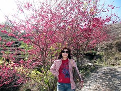 盧山櫻花