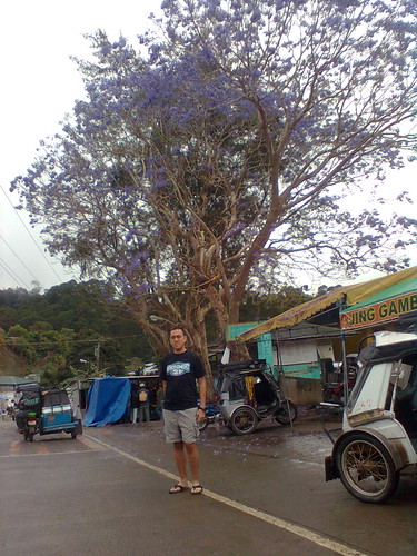 This is the first time I have seen a tree like this in Luzon