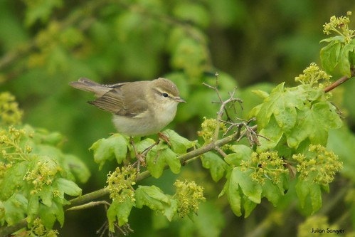 The Willow Warbler by julian sawyer