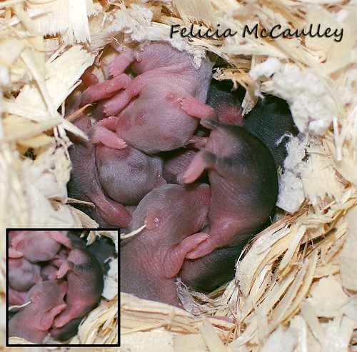 confused, hungry baby hamster by Felicia McCaulley