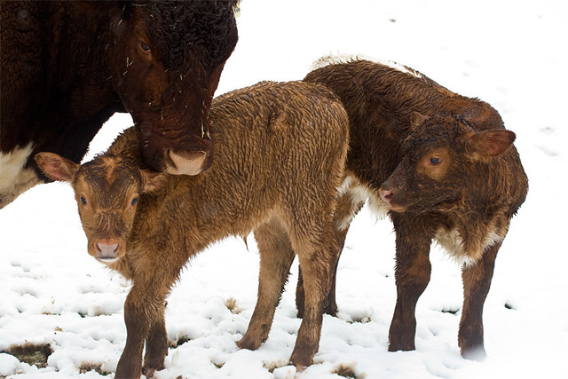 calves_and_a_momma