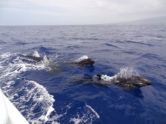 ハワイ島コビレゴンドウクジラ