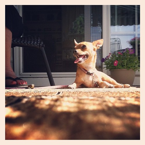 Happy Chihuahua finally finding sun
