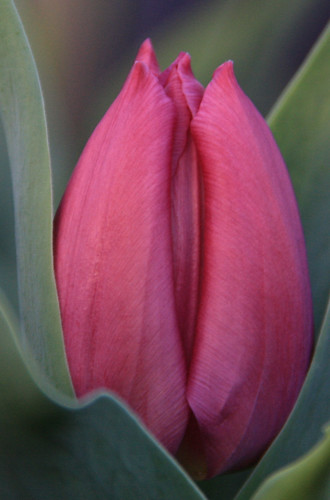 Tulip 2