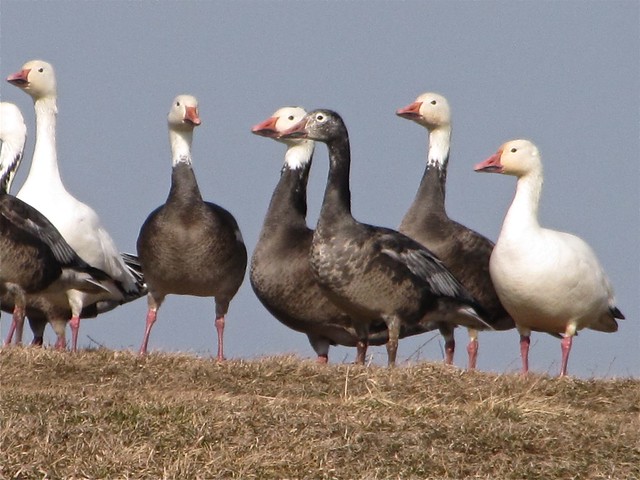 Snow Goose at El Paso Sewage Treatment Center in Woodford County, IL 23