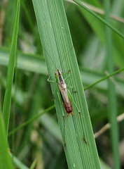 Grasshoppers, Locusts & Katydids