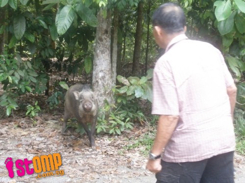 Meet the 'friendly' wild boars at the wetlands of Pulau Ubin 