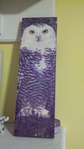 The owl in my room