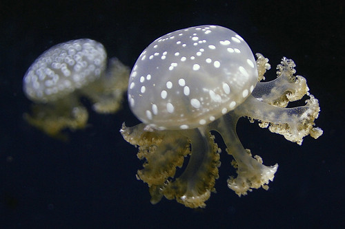 White Spotted Jellyfish by Pat L.314