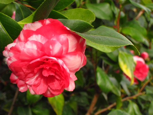 Camellia japonica 'Imbricata'