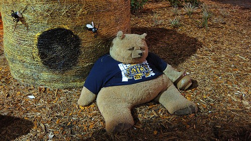suicidal bear