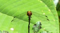 Dragonflies & Damselflies of Ecuador