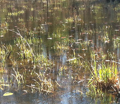 Marsh Grasses in Spring by randubnick