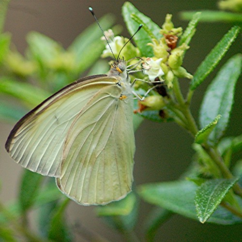 Great Southern White has glowing turquoise antennae tips! by jungle mama