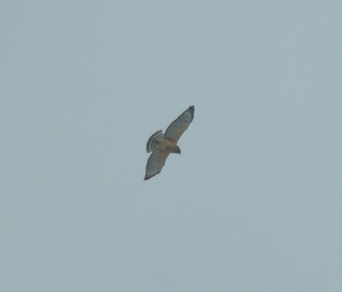 Red-shouldered Hawk, Sand Lake, MI, Feb 28, 2012