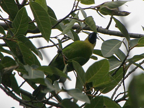 Leafbird