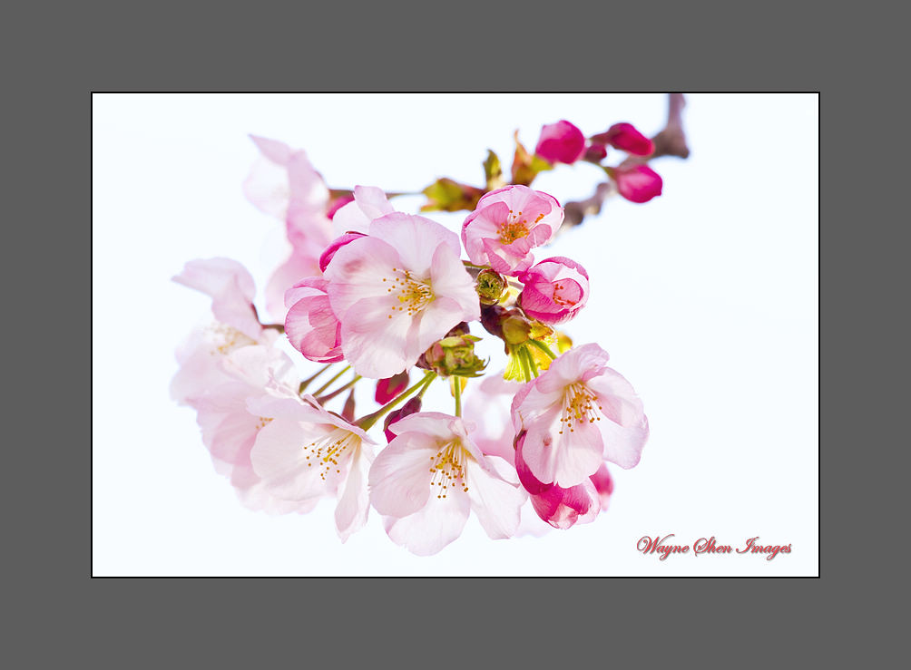National Cherry Blossom-1938