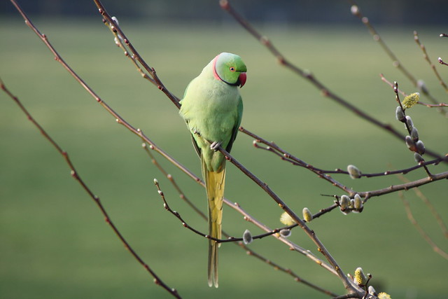   Ring-necked Parakeet at Woodlands Farm