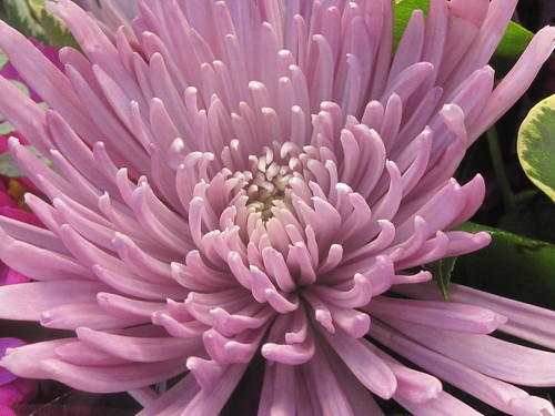 Lavender Colored Flower