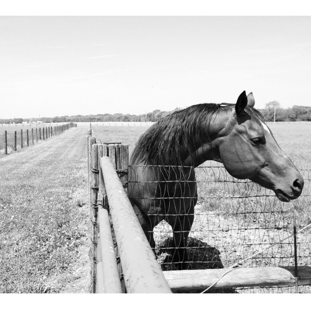 Another Day in the Country #horse #blackandwhite #stable