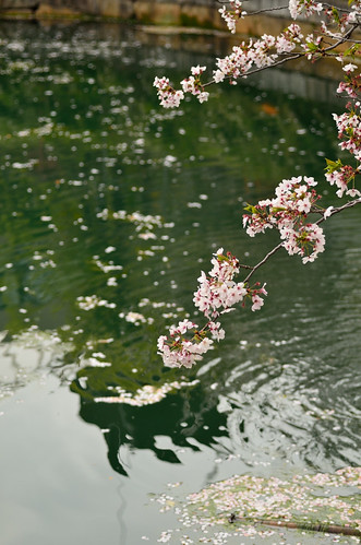 Cherry blossoms that began to scatter@Shitennouji-temple.