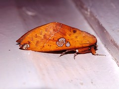 Lappet moth - Family Lasiocampidae