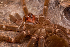 Theraphosidae/Vogelspinnen/tarantulas
