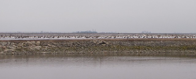 Snow Geese at Gridley Wastewater Treatment Ponds in McLean County, IL 01