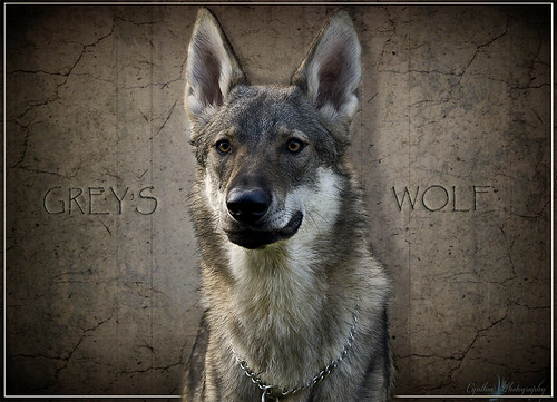 grey's wolf by cynbb