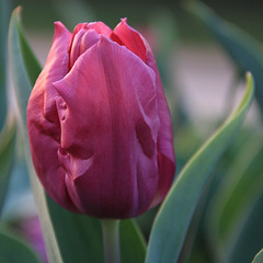 Tulip 3