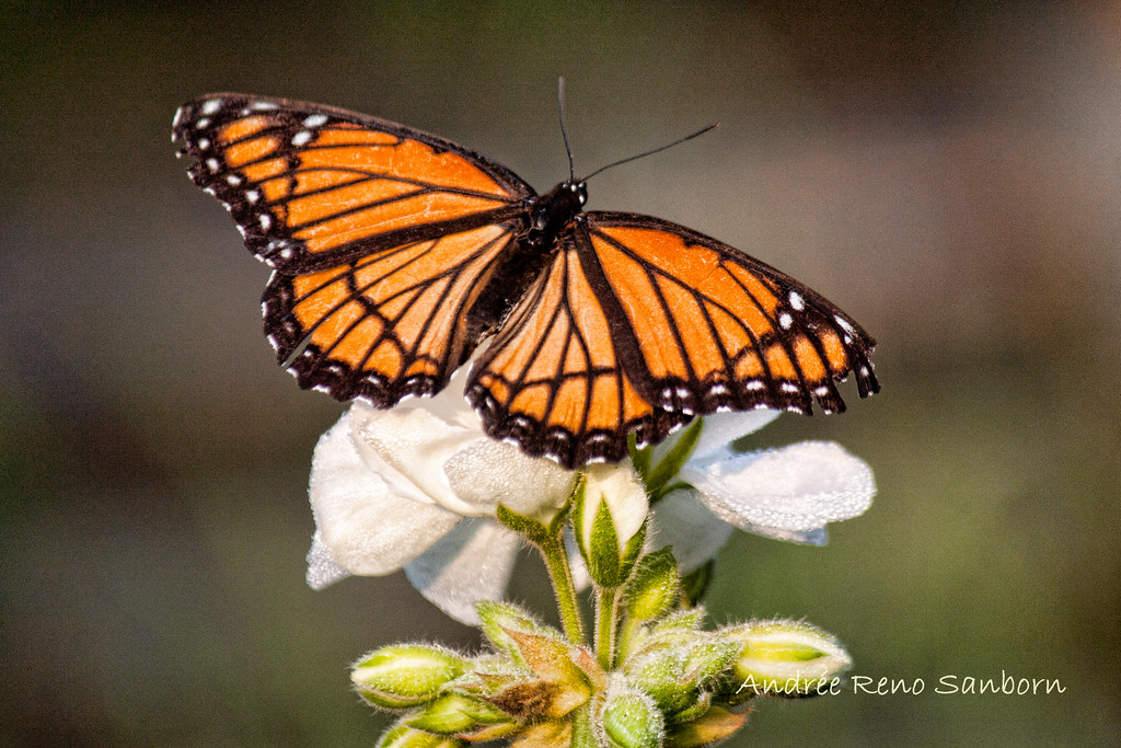 Viceroy Butterfly (Limenitis archippus)-4.jpg