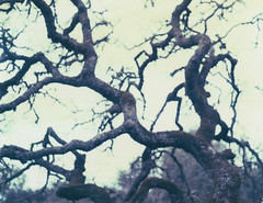 an oak