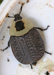 Silphidae - Carrion Beetles