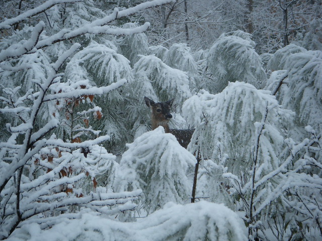 "A Deer in Winter" by Chris Wilson