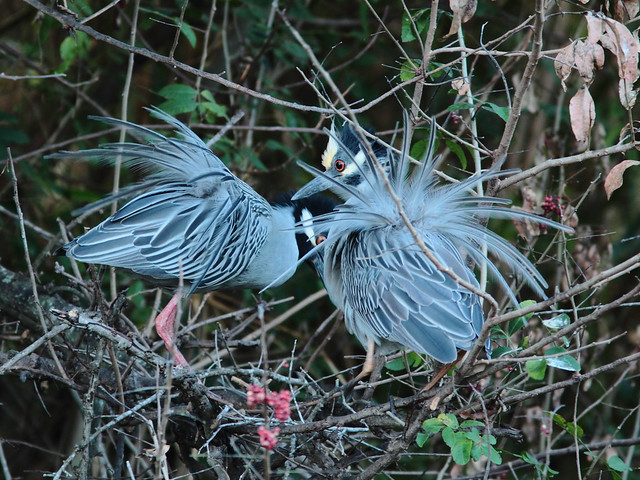 Yellow-crowned Night Heron pair displaying 8-20120304