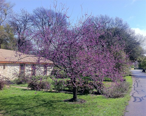 Purple Flowered Tree