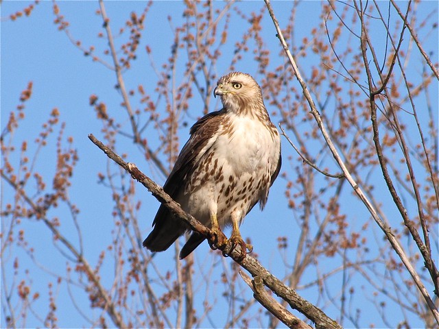 Eastern Red-tailed Hawk at Ewing Park 04