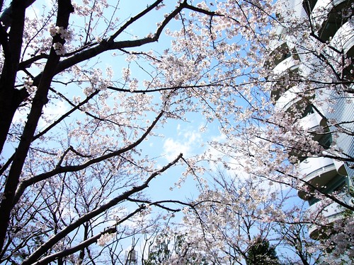 新宿区河田町で見た桜