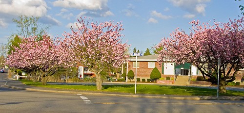 Cherry Blossoms on Walnut Street in Framingham by Barbara L. Slavin