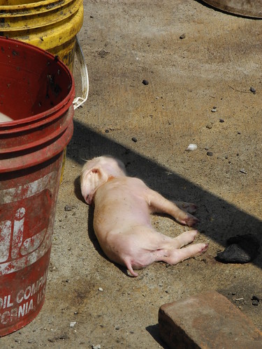 Dead Piglet