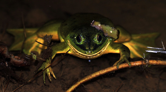 Indian Pond Frog (Euphlyctis hexadactylus) aka Indian Green Frog