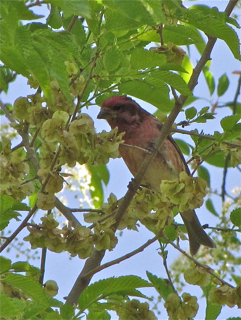 Purple Finch at Ewing Park 04