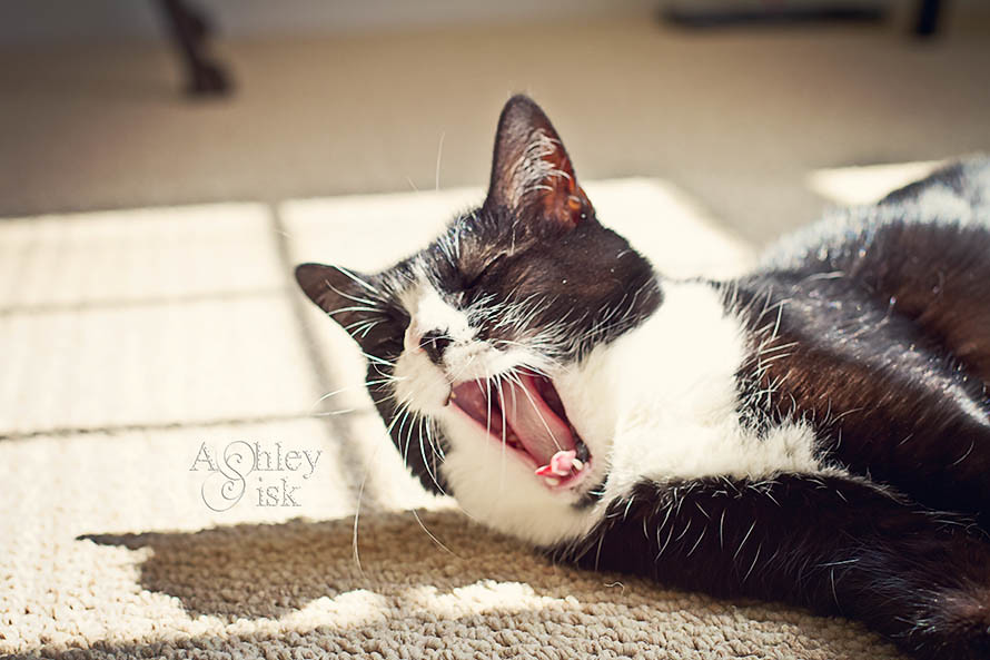 Yawning Paw RS