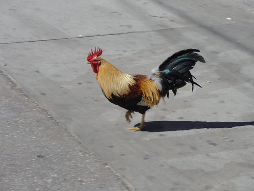 Rooster in Ybor City