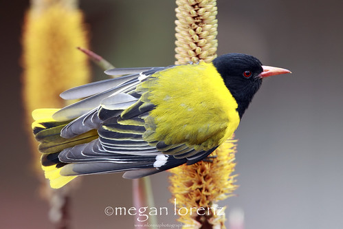 Don't call me a birder ;-) by Megan Lorenz