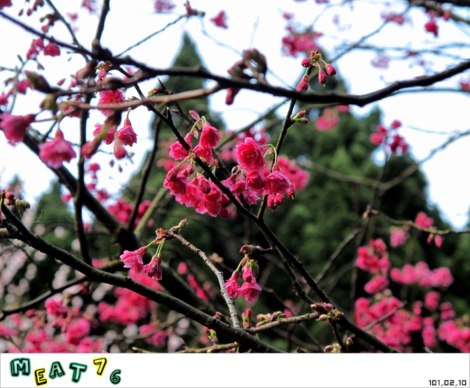 【遊記】陽明山國家公園｜櫻花乍現在粉紅意境的花花世界12