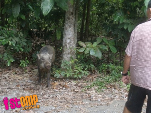 Meet the 'friendly' wild boars at the wetlands of Pulau Ubin 